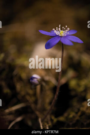 Blühende Leberblüten auf trockenen Buchenblättern Stockfoto