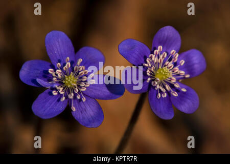 Blühende Leberblüten auf trockenen Buchenblättern Stockfoto