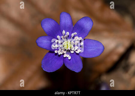 Blühende Leberblüten auf trockenen Buchenblättern Stockfoto