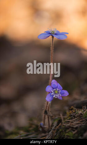 Blühende Leberblüten auf trockenen Buchenblättern Stockfoto