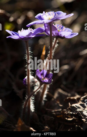 Blühende Leberblüten auf trockenen Buchenblättern Stockfoto