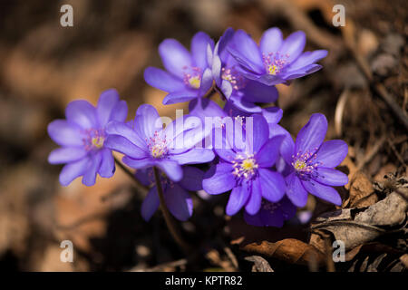 Blühende Leberblüten auf trockenen Buchenblättern Stockfoto