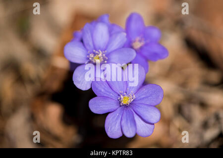 Blühende Leberblüten auf trockenen Buchenblättern Stockfoto