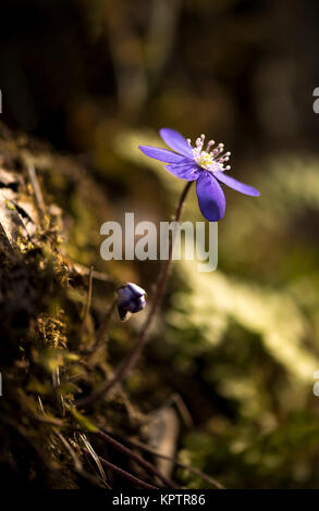 Blühende Leberblüten auf trockenen Buchenblättern Stockfoto