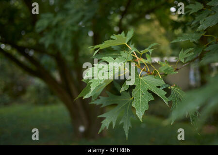 Acer saccharinum Stockfoto