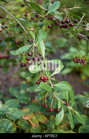 Aronia melanocarpa Stockfoto