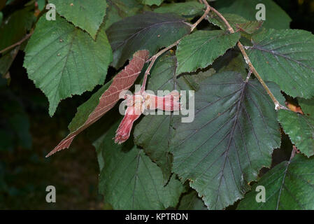 Corylus maxima Stockfoto