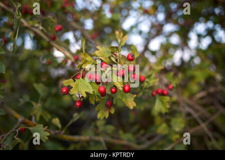 Crataegus monogyna Stockfoto