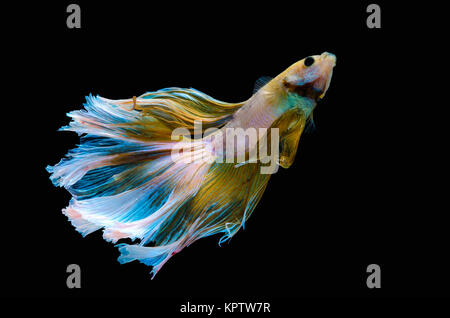 Betta Siam Aquarium kämpfenden Fisch Stockfoto