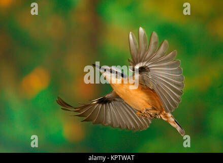 Eurasischen Kleiber (Sitta europaea) im Flug, Hessen, Deutschland Stockfoto