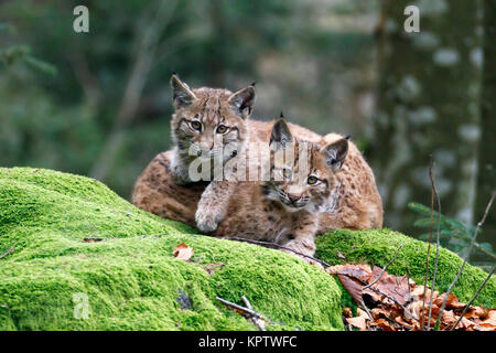 Eurasischen Luchs (Lynx lynx), zwei junge Tiere liegen auf bemoosten Felsen, Captive, Deutschland Stockfoto