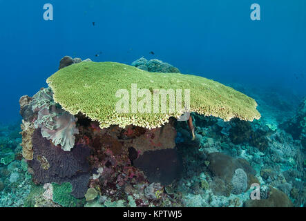 Tabelle Korallen (Acropora cytherea), Nusa Penida, Nusa Lembongan, Bali, Indonesien Stockfoto