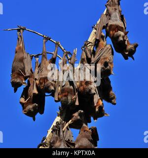 Flughunde, auch benannt Flughunde. Große Fledermäuse leben in Australien. Stockfoto