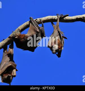 Große Flughunde in Australien leben. Stockfoto