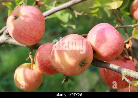 Reife äpfel hängen am Baum Stockfoto