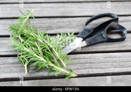 Frisch gepflückt Rosmarinzweig auf den Gartentisch mit einer Schere Stockfoto