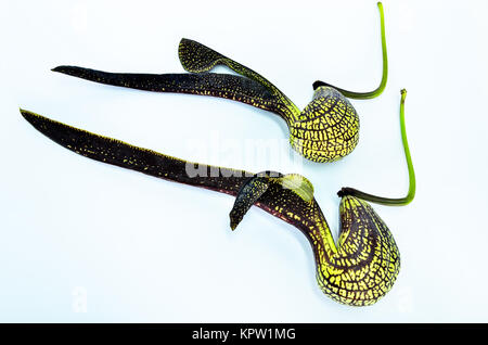 Aristolochia Ringens Vahl Stockfoto