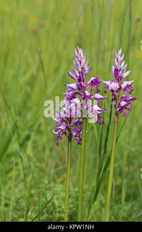 Helmorchidee orchis militaris auf einer grasbewachsenen Wiese Stockfoto