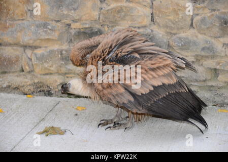 Gänsegeier in Spanien Stockfoto