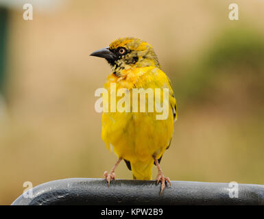 Kinder Speke Weaver Vogel (ploceus speki) im ngorongoro Park Stockfoto