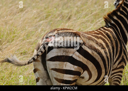 Nahaufnahme von Burchell's Zebra oder Boehms Zebra (Wissenschaftlicher Name: Equus burchelli, unterart Equus burchelli boehmi oder "punda Milia'in Swaheli) Bild t Stockfoto