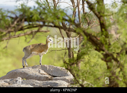 Nahaufnahme des Klippspringer (Wissenschaftlicher Name: Oreotragus oreotragus, oder 'Mbuzi Mawe" in Swaheli) im SerengetiNational Park, Tansania Stockfoto