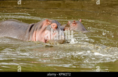 Nahaufnahme von Hippopotamus (Wissenschaftlicher Name: Hippopotamus amphibius, oder 'Kiboko" in Swaheli) im SerengetiNational Park, Tansania Stockfoto