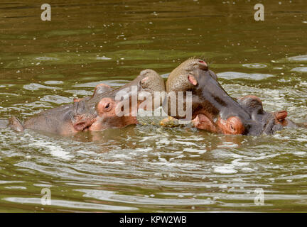 Nahaufnahme von Hippopotamus (Wissenschaftlicher Name: Hippopotamus amphibius, oder 'Kiboko" in Swaheli) im Serengeti National Park, Tansania Stockfoto