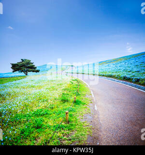 Bildgebung von Berg-, Baum- und Nemophila bei Hitachi Seaside Park im Frühling mit blauem Himmel am Ibaraki, Japan Stockfoto