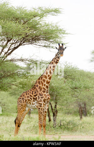 Nahaufnahme der Masai Giraffe (Wissenschaftlicher Name: Giraffa Camelopardalis tippelskirchi oder "Twiga' in Swaheli) n der Serengeti National Park, Tansania Stockfoto