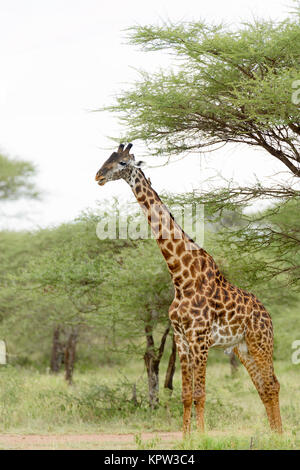 Nahaufnahme der Masai Giraffe (Wissenschaftlicher Name: Giraffa Camelopardalis tippelskirchi oder "Twiga' in Swaheli) n der Serengeti National Park, Tansania Stockfoto