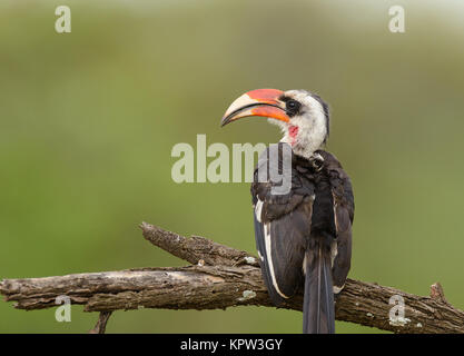 Nahaufnahme eines männlichen Von der Decken's Hornbill gefunden in der Serengeti Stockfoto