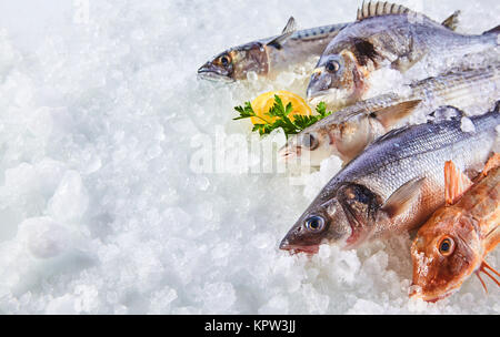 Hohen Winkel noch Leben der Vielzahl an Raw frischen Fisch auf Bett von kaltem Eis in Meeresfrüchten Marktstand mit Kopie Raum Stockfoto