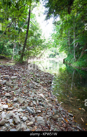 Cooper Creek im Regenwald. Diwan. Daintree National Park. Queensland. Australien. Stockfoto