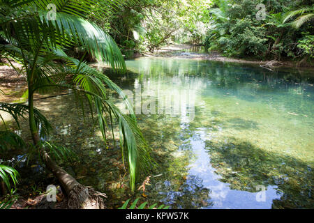 Cooper Creek im Regenwald. Diwan. Daintree National Park. Queensland. Australien. Stockfoto