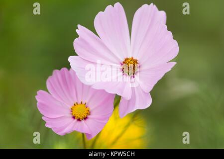 Schmuckkorb / Cosmos bipinnatus Stockfoto