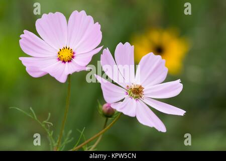 Schmuckkorb / Cosmos bipinnatus Stockfoto