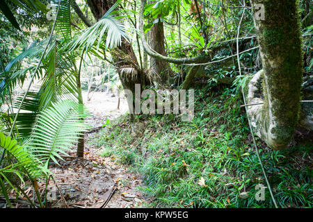 Regenwald an der Cooper Creek. Diwan. Daintree National Park. Queensland. Australien. Stockfoto