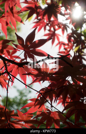 Japanischer Fan-Ahorn mit roten Blättern im Hintergrund Stockfoto