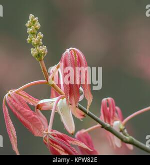 Carolina Horse Chestnut - Aesculus vernachlässecta 'Erythroblastos' / Carolina Horse Chestnut Stockfoto