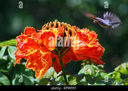 afrikanischer Tulpenbaum und Kolibri Stockfoto