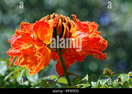 afrikanischer Tulpenbaum Stockfoto