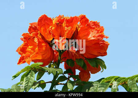 Afrikanischer Tulpenbaum Stockfoto