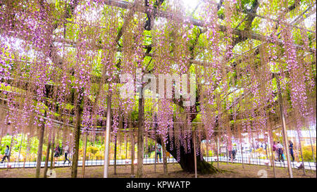 Frühling Blumen Serie, Glyzinien Spalier im Garten Stockfoto