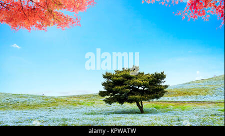 Bildgebung von Berg-, Baum- und Nemophila bei Hitachi Seaside Park im Frühling mit blauem Himmel am Ibaraki, Japan Stockfoto