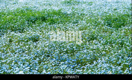 Bildgebung von Berg-, Baum- und Nemophila bei Hitachi Seaside Park im Frühling mit blauem Himmel am Ibaraki, Japan Stockfoto