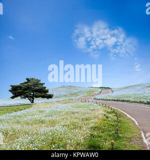 Bildgebung von Berg-, Baum- und Nemophila bei Hitachi Seaside Park im Frühling mit blauem Himmel am Ibaraki, Japan Stockfoto