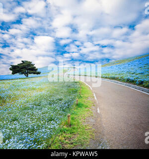 Bildgebung von Berg-, Baum- und Nemophila bei Hitachi Seaside Park im Frühling mit blauem Himmel am Ibaraki, Japan Stockfoto