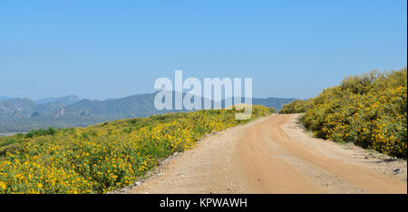 Landschaft Straße mit schönen mexikanischen Blume blühen Stockfoto