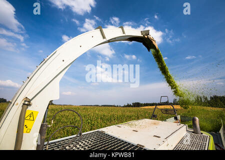 Moderne Mähdrescher Harvester entladen grünen Mais in die Lastwagen Stockfoto